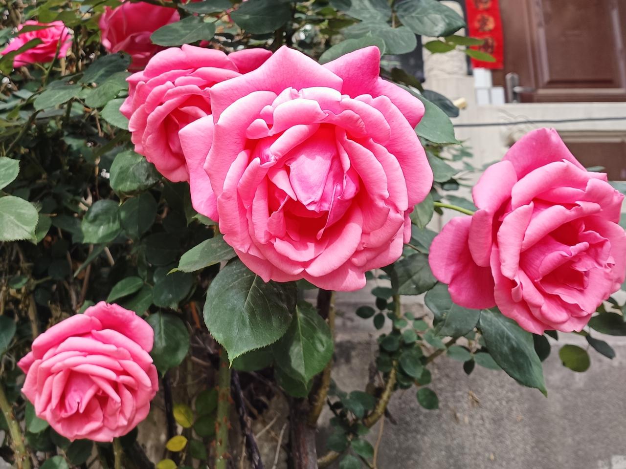 夏日月季盛放得明艳烂漫，层层繁花迎风舒展，绚烂了烟火人间，也温柔了岁月日常，给生