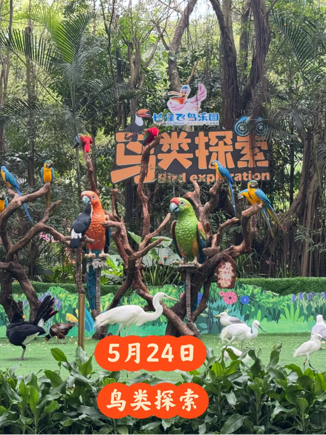 来鸟类探索了！鹦鹉🦜🦜🦜