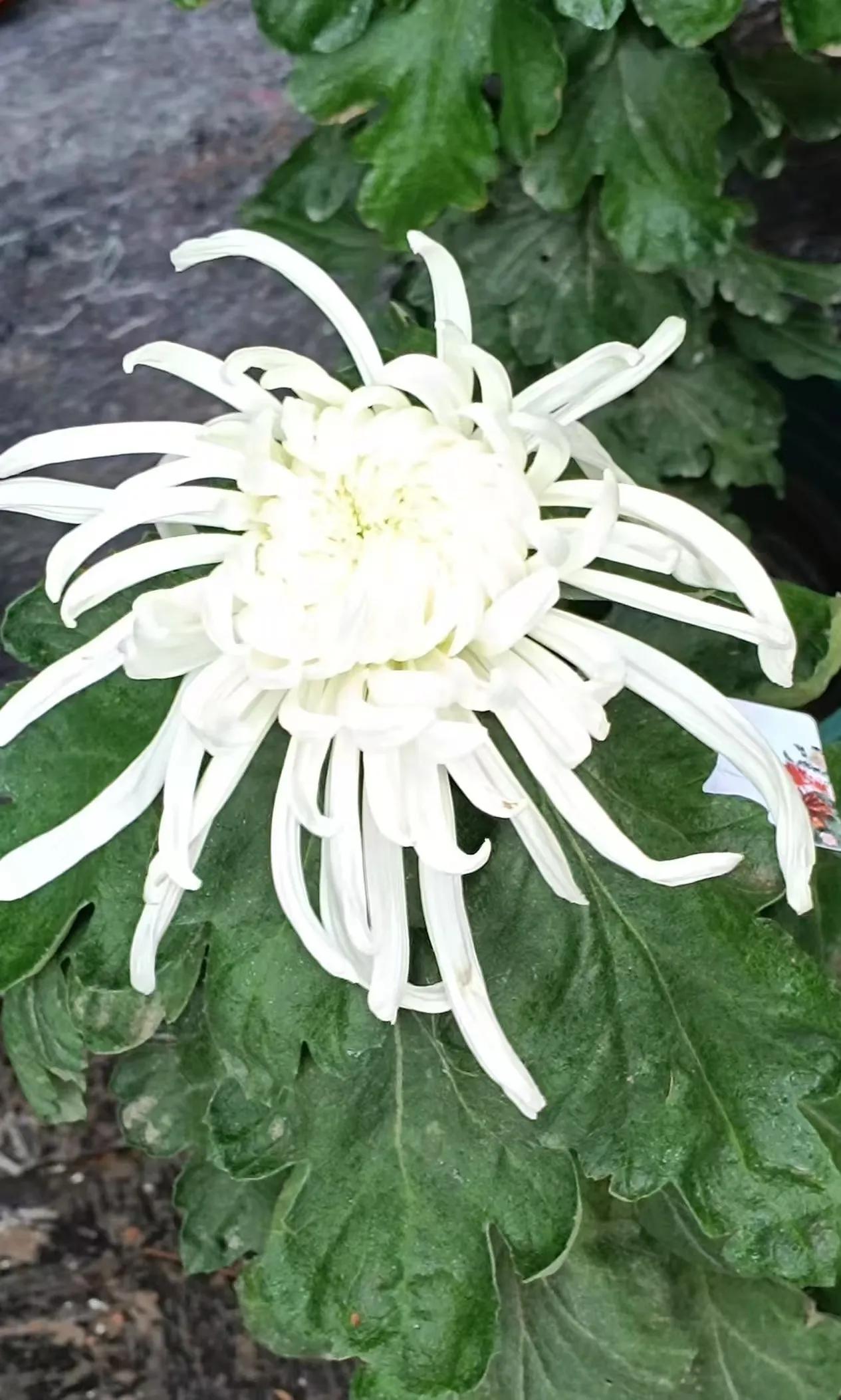 济南趵突泉金秋菊展进入最佳赏花期