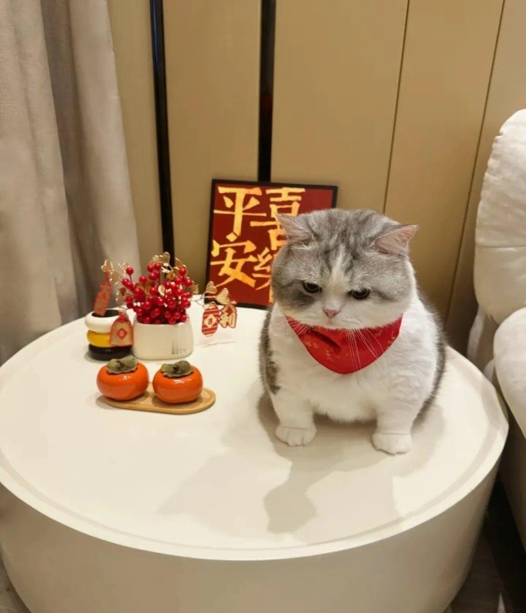 今天是招财小猫咪 祝各位节日快乐 