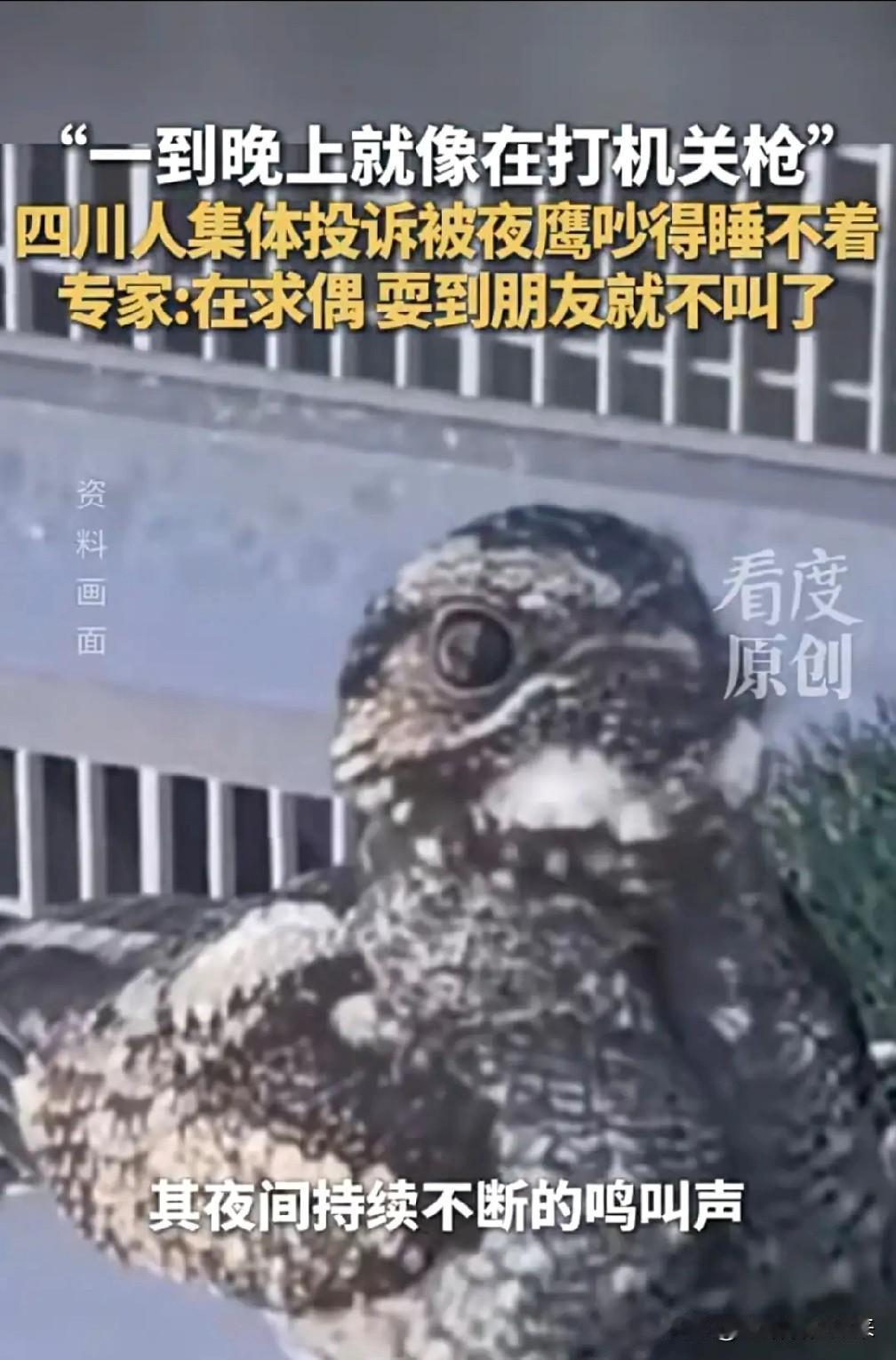 深夜“机关枪声”响彻四川多城，居民集体崩溃：求求你，快找个对象吧！

这届年轻人