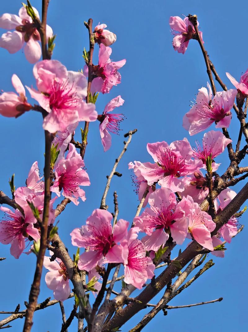 下联：一江烟雨笼江南
上联写三月桃花烂漫，春风沉醉，一派明媚暖意；下联以一江烟雨