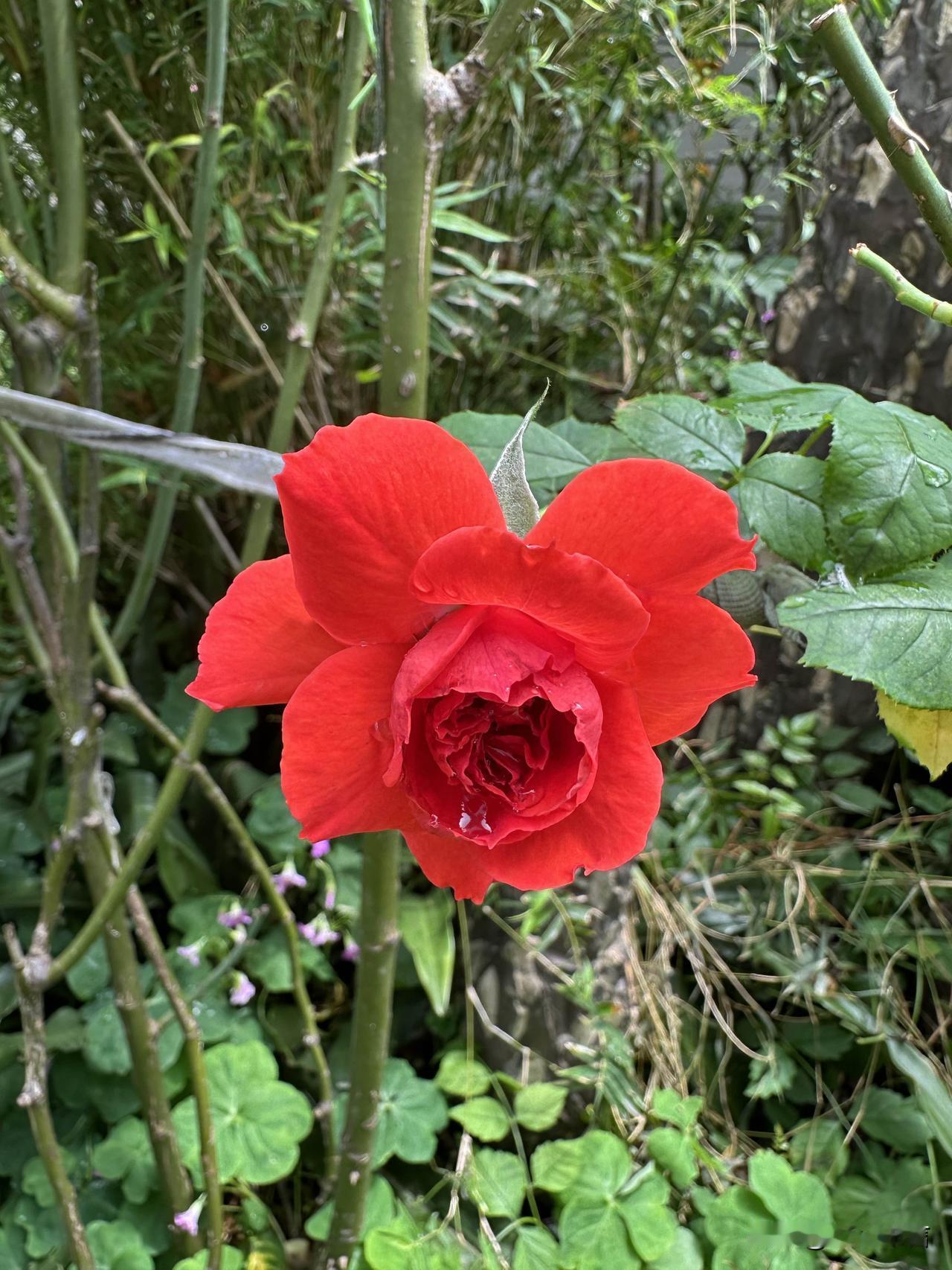 惊艳的红色玫瑰，绽放在绿意盎然的背景中，美不胜收！🌹💚