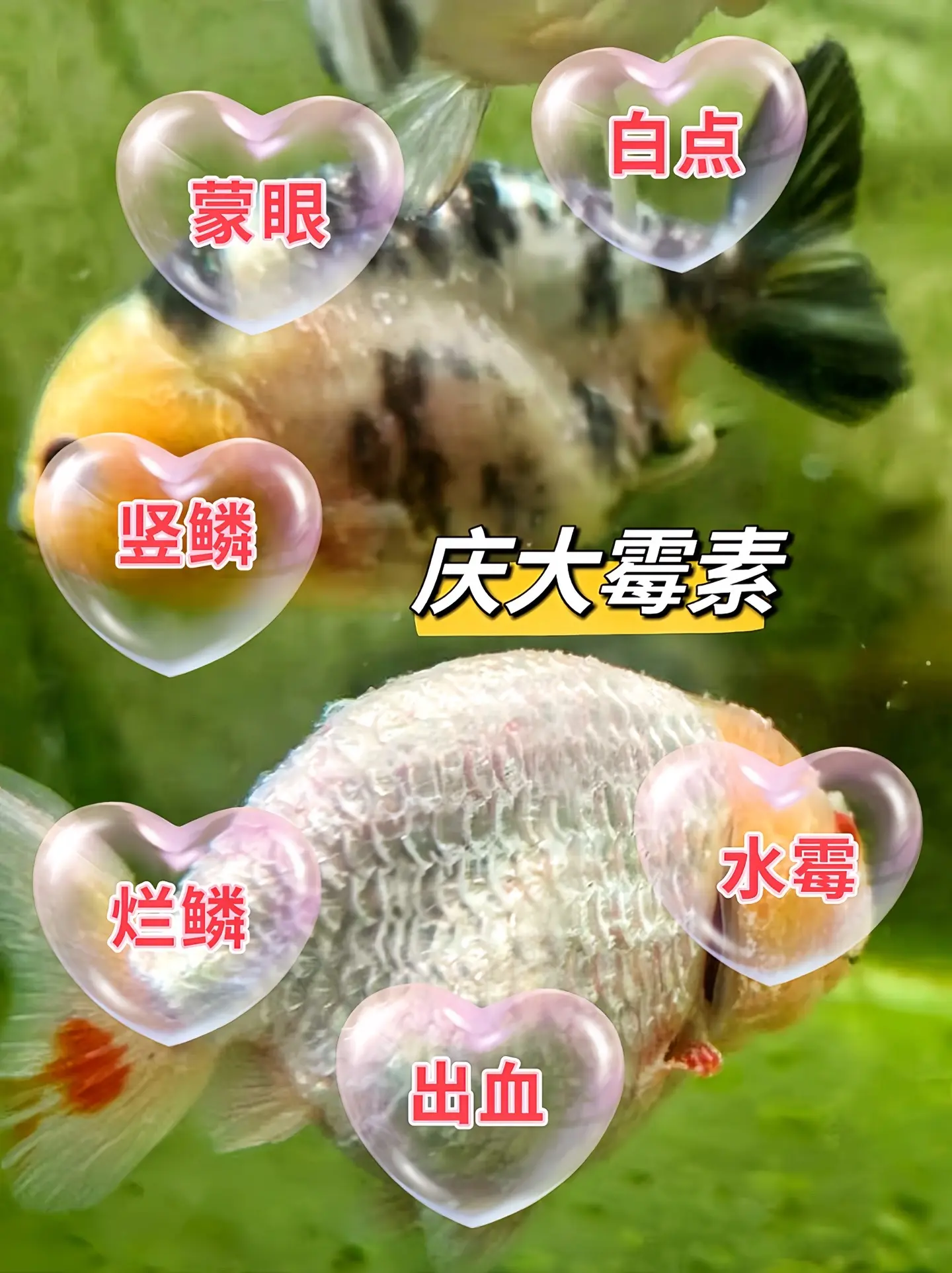 养鱼就用这款庆大霉素，炸鳞立鳞烂鳃烂尾白毛观赏鱼淡水鱼龙鱼海水鱼可用，养鱼必备