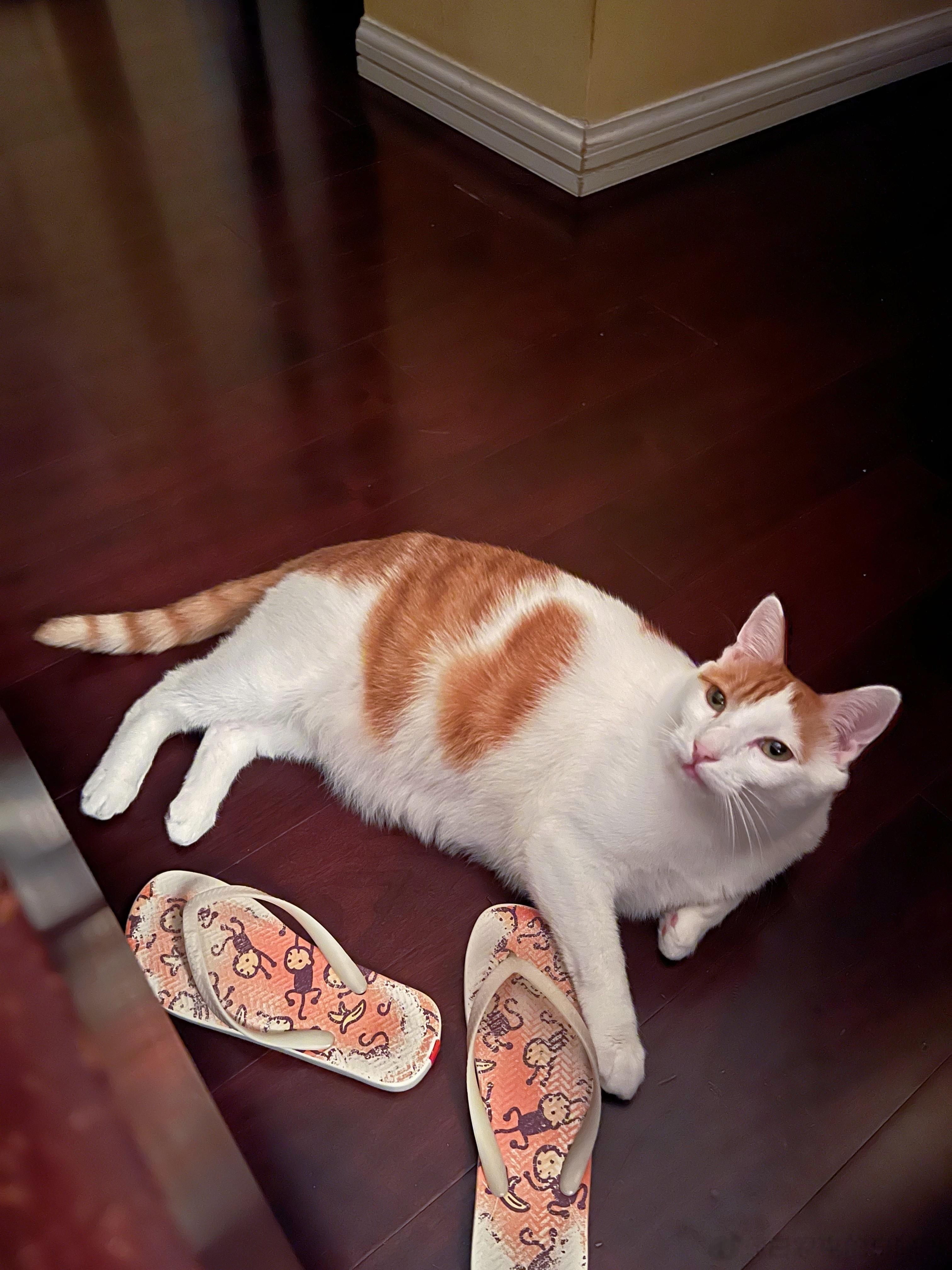 昨天晚上睡觉前，猴猴帮我看拖鞋。我晚上要是起夜上厕所，只要脚一往下伸，他马上就把