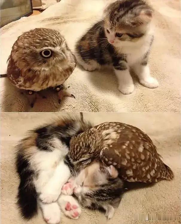 猫咪🐱和猫头鹰🦉，[送心]一个温柔一个可爱。