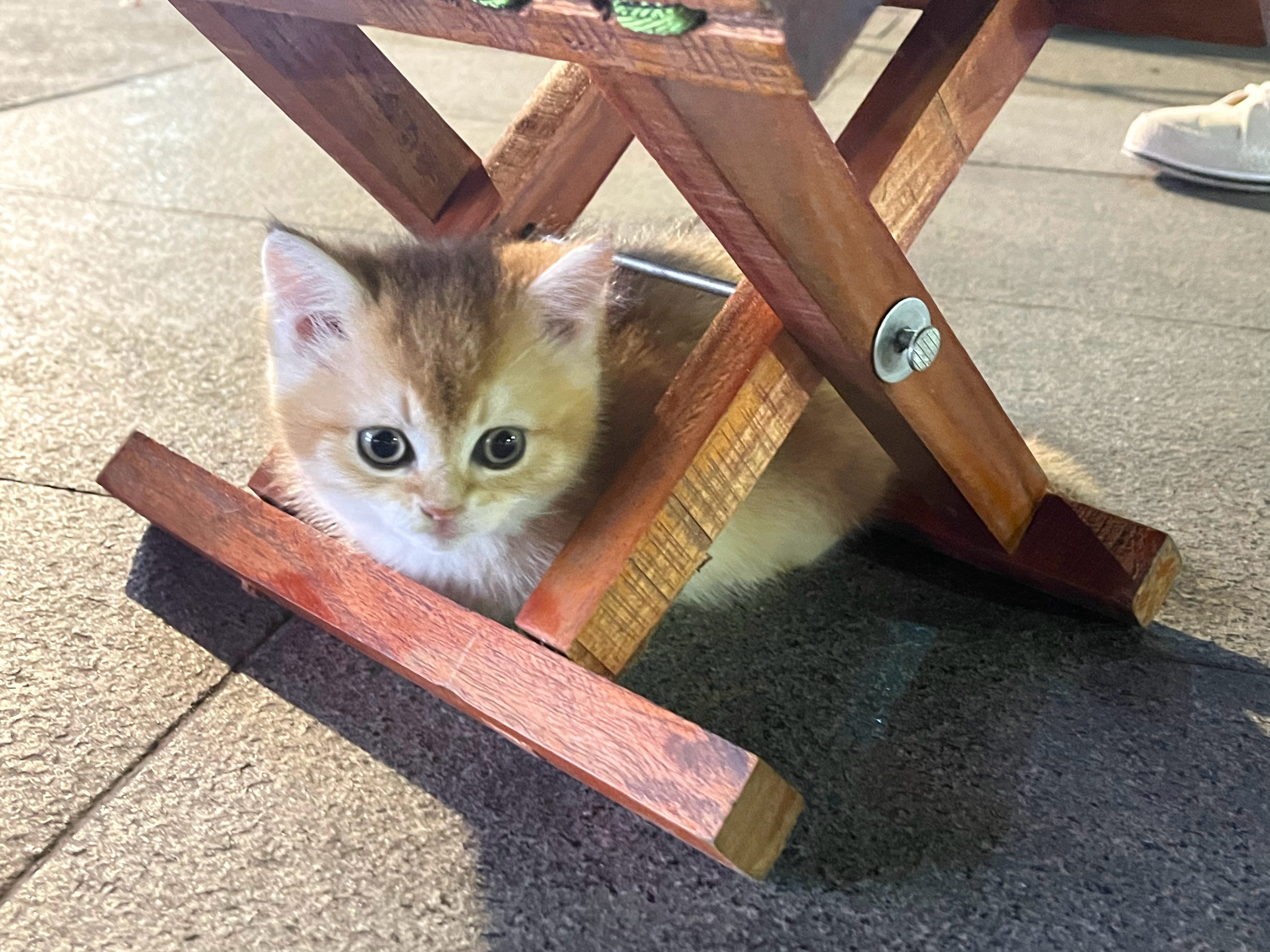 看见小猫咪就走不动道这个现炒炒肉还不错哈[doge] ​​​