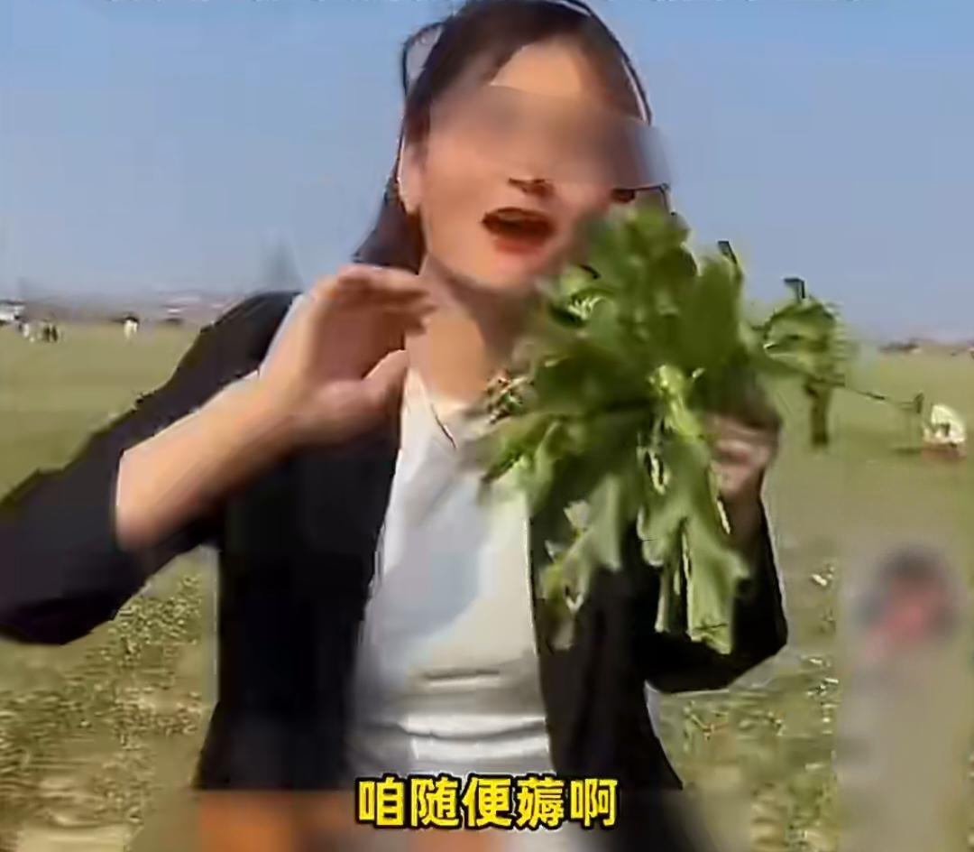 网红一句“地里菜不要了，随便采”，致258亩荠菜被哄抢一空，种植户损失70万！