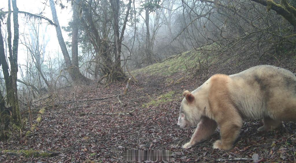 专家推算野生白色大熊猫9岁22日，大熊猫国家公园卧龙片区公布全球唯一野生白色大熊