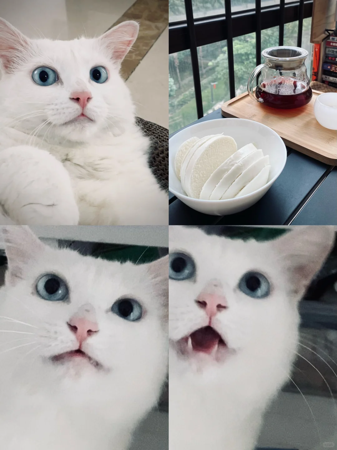 生活内容☕🐱🐱🐱🐱🐱