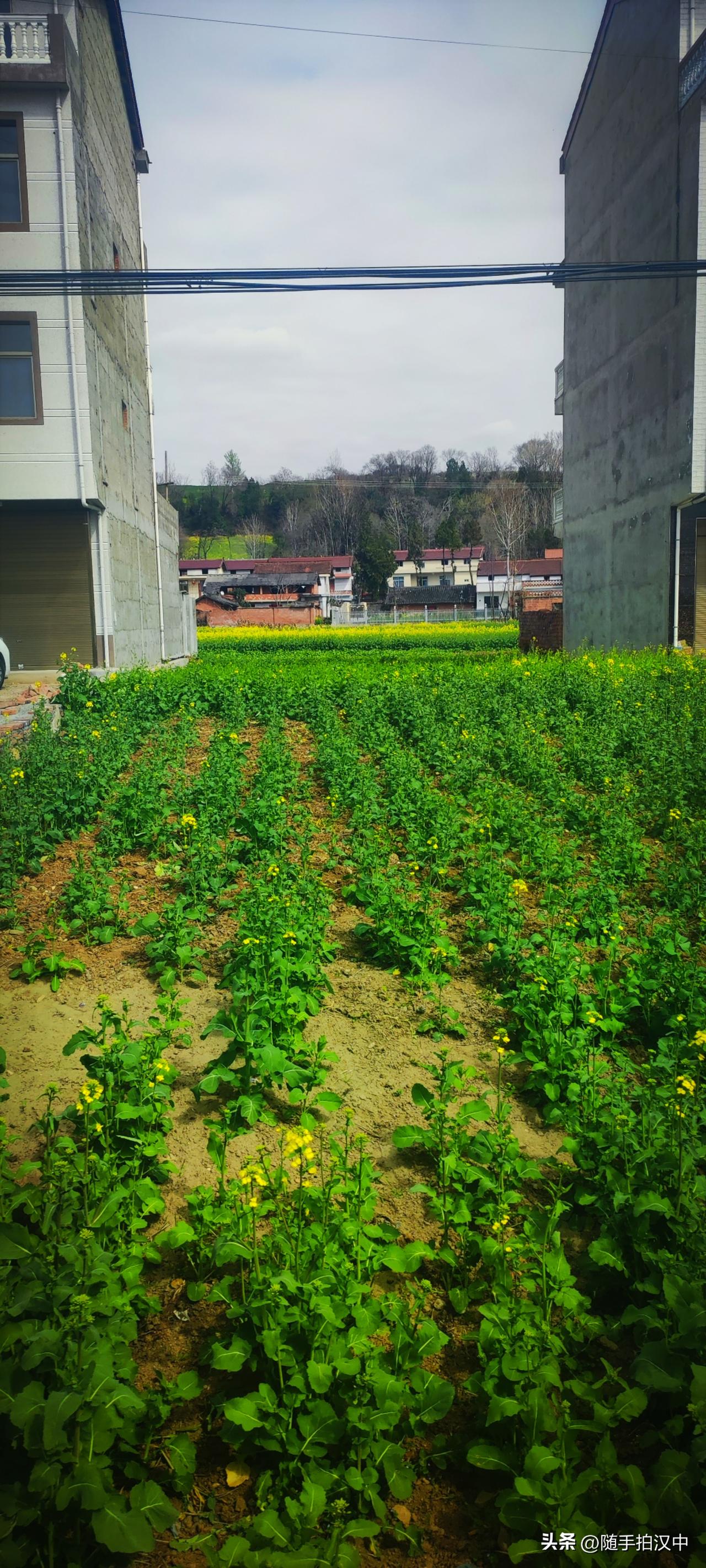 新年生活图鉴农户种油菜都是为了餐食里多些油水，田间地头或者坡地渠坎，不规则的一行