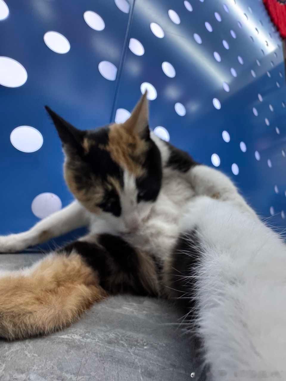 52179【丑猫】猫丑心灵也丑，经常偷吃商店火腿肠！ ​​​