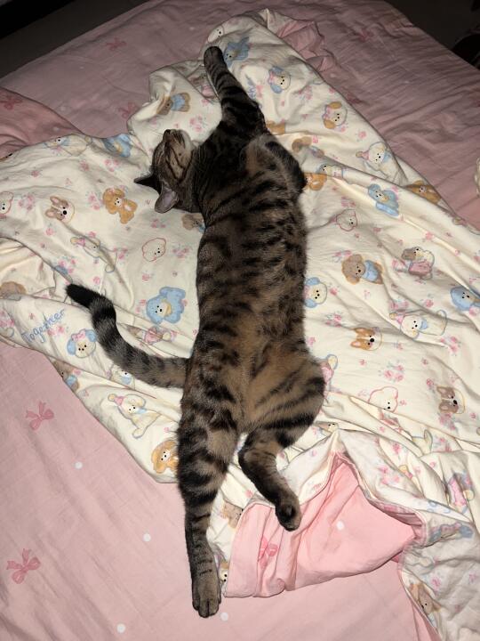 超绝睡姿的小猫