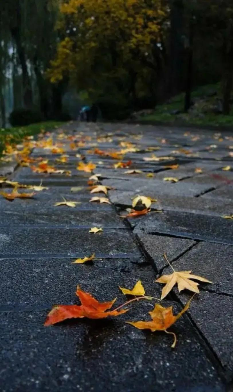 △秋雨过后咏△
🌸🍎🍃🍇
秋雨过后猛降温，
人人添衣加在身。
天高气爽冷