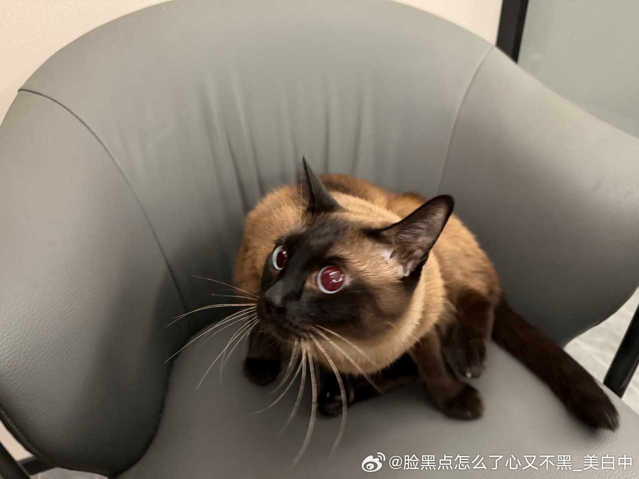 4018只黑脸有老鼠大家小心 