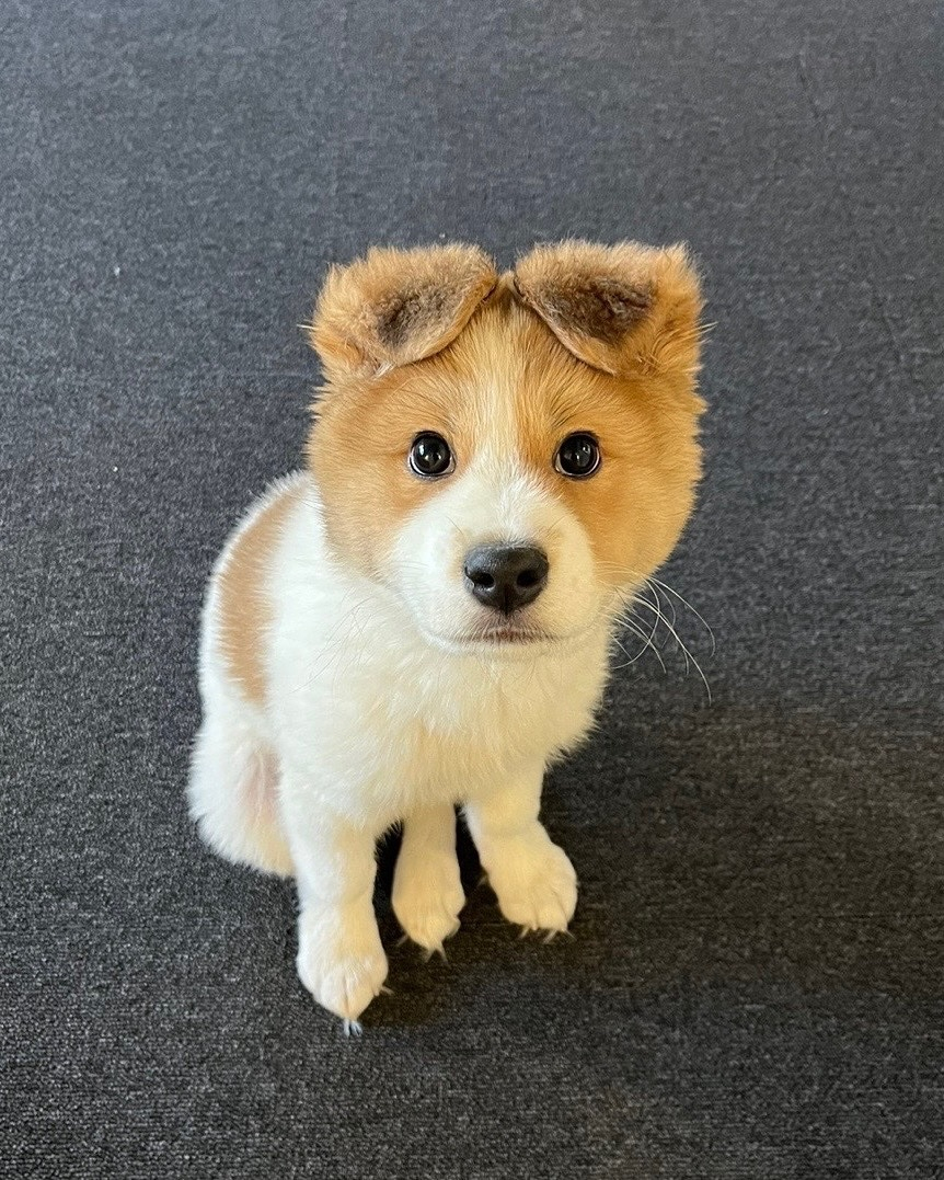 小狗：不听不听，王八念经 