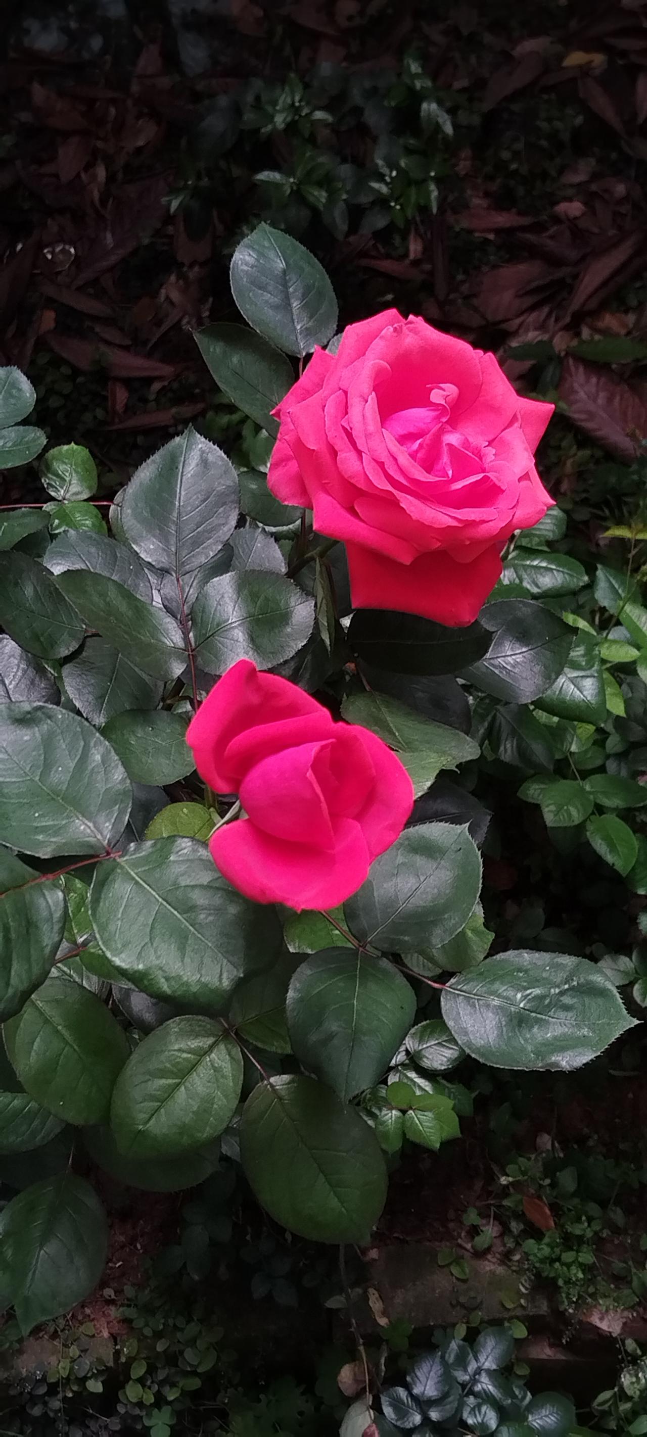 这是我栽的“棒棒糖”月季花，今年第一次开花，它是大花月季，直径比碗口大！请欣赏。