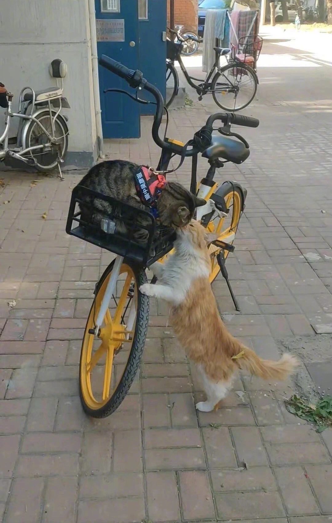 🐱：吴彦祖，记得买些原味小鱼干🐟回来！