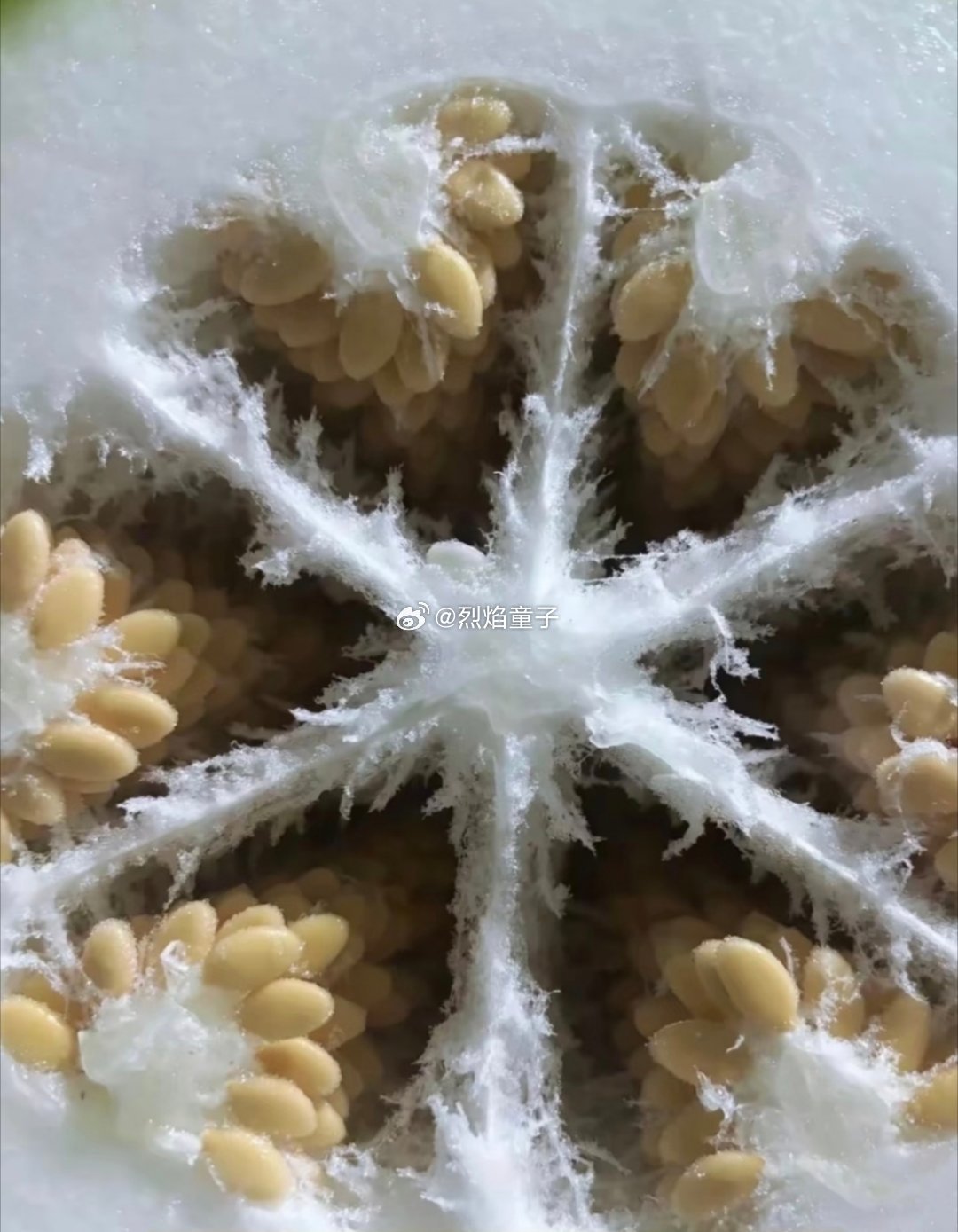 终于知道为什么叫冬瓜因为里面是雪花呀 ​​​