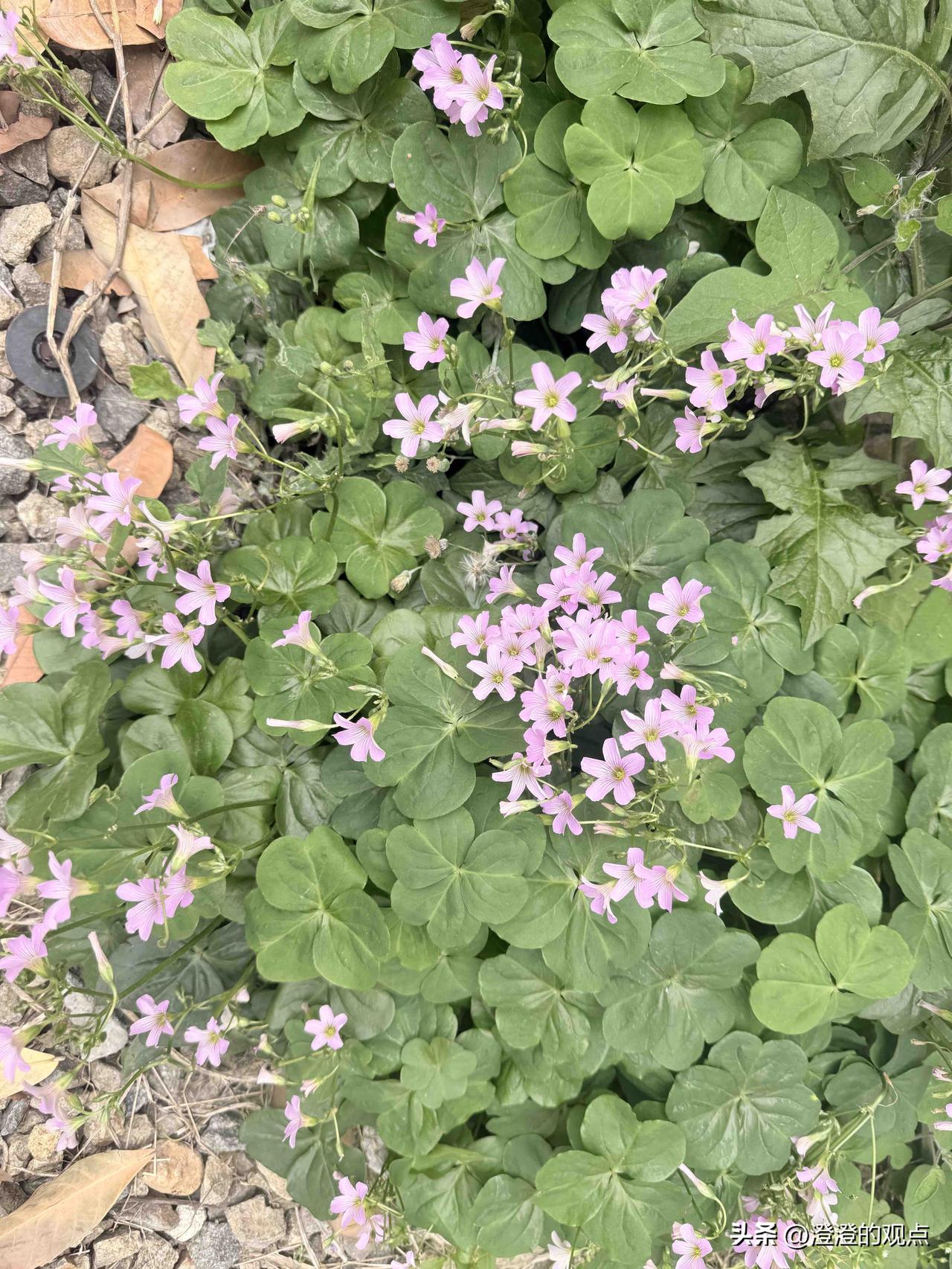 路边偶遇这丛小粉花，瞬间被治愈了✨

小时候总叫它“酸咪咪”，叶子是可爱的三瓣心
