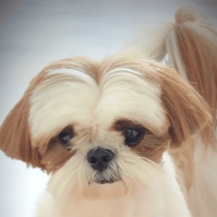 是我的错觉吗？我真的感觉檀小呆长的越来越像爸爸了 ​​​