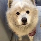 何鲶爱聚娱乐