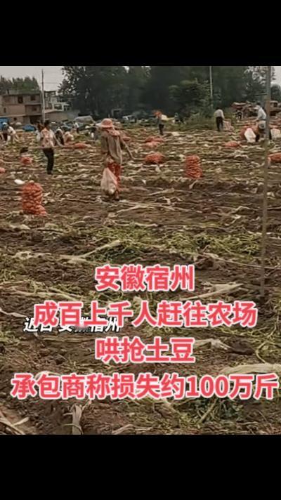 这场面似曾相识，安徽宿州某农场，成百上千人，有的带着被子，有的带着盒饭在“抢丰收