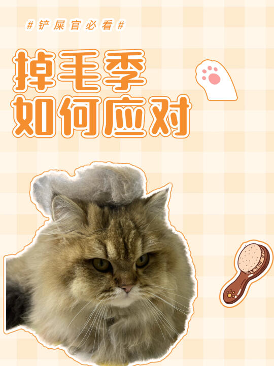 猫猫掉毛季如何应对？｜铲屎官必看