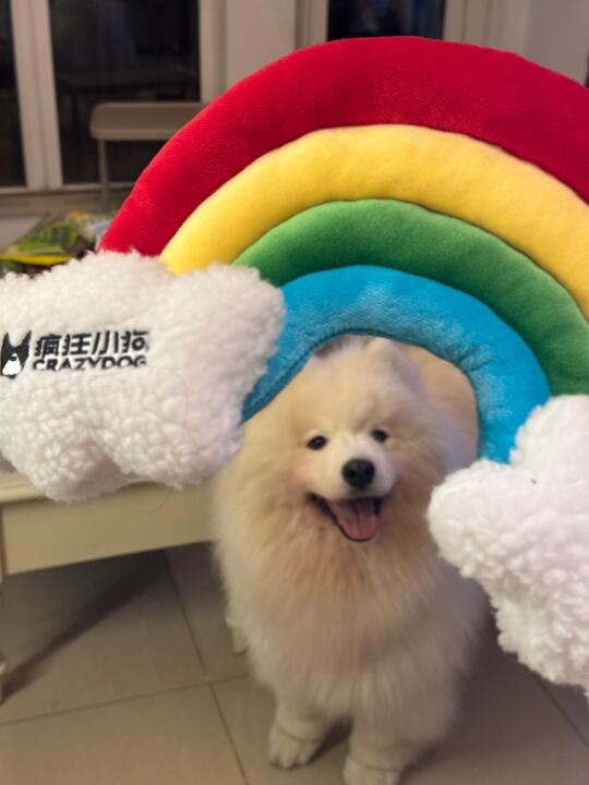 【所有的大型犬家长都去薅这个彩虹玩具🌈】