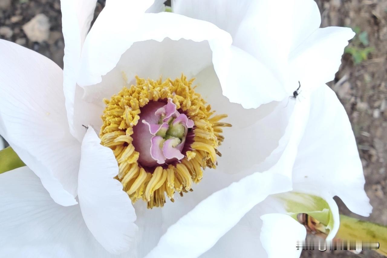 四月一到，牡丹就热热闹闹地开了，那场面，简直绝了！我是超爱牡丹，它一开花，雍容华