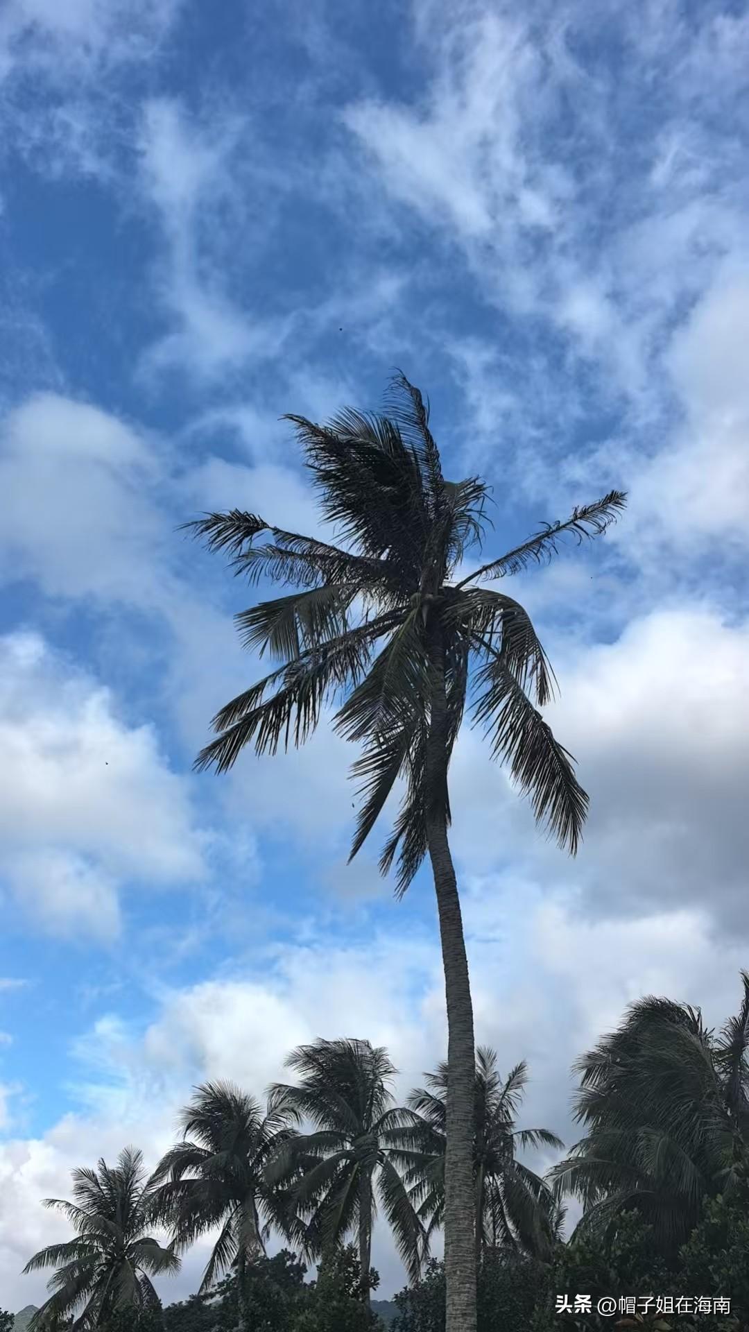 换个城市   去养老

在海南小院生活了快十年，我感觉最大的改变不是生活环境而是