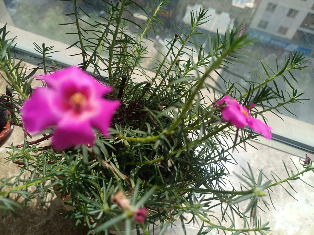 #分享一下和花草的缘份#