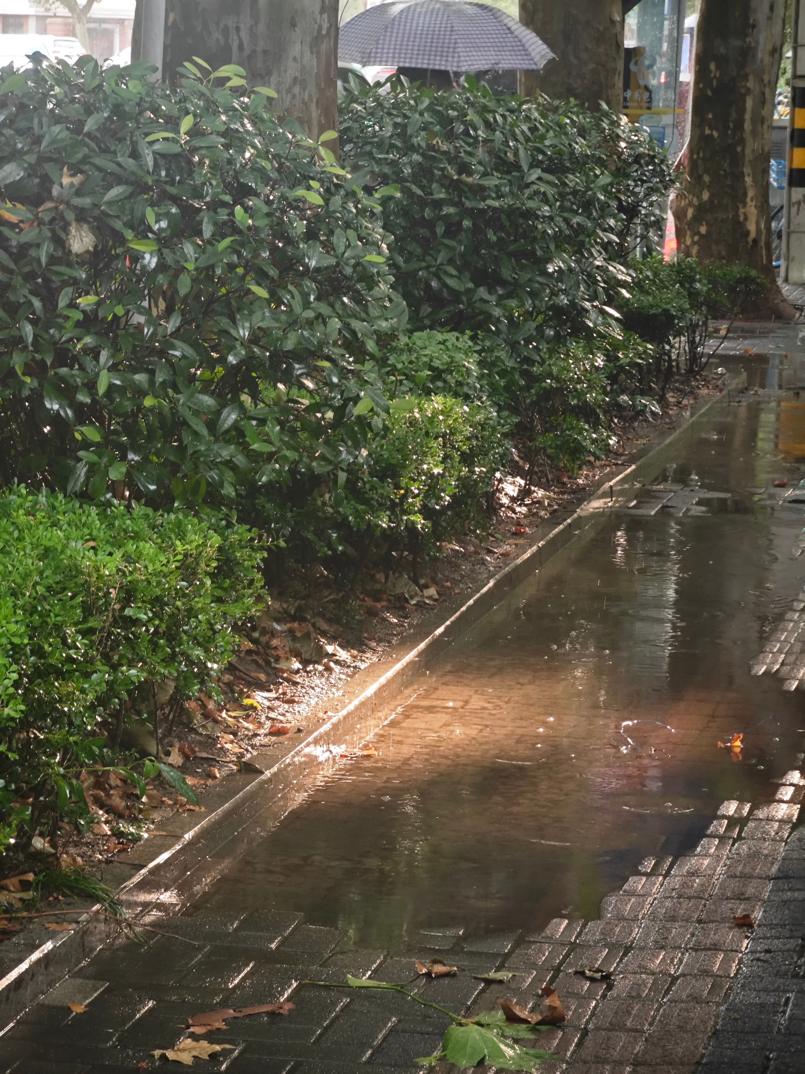 暴雨后一出单位门就看到这个画面，完全是艺术 
