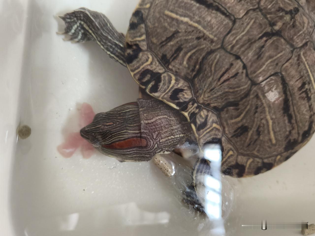 乌龟多久喂食一次这要根据龟的年龄大小，我家龟🐢这么多年了就早上喂一顿。每天都喂