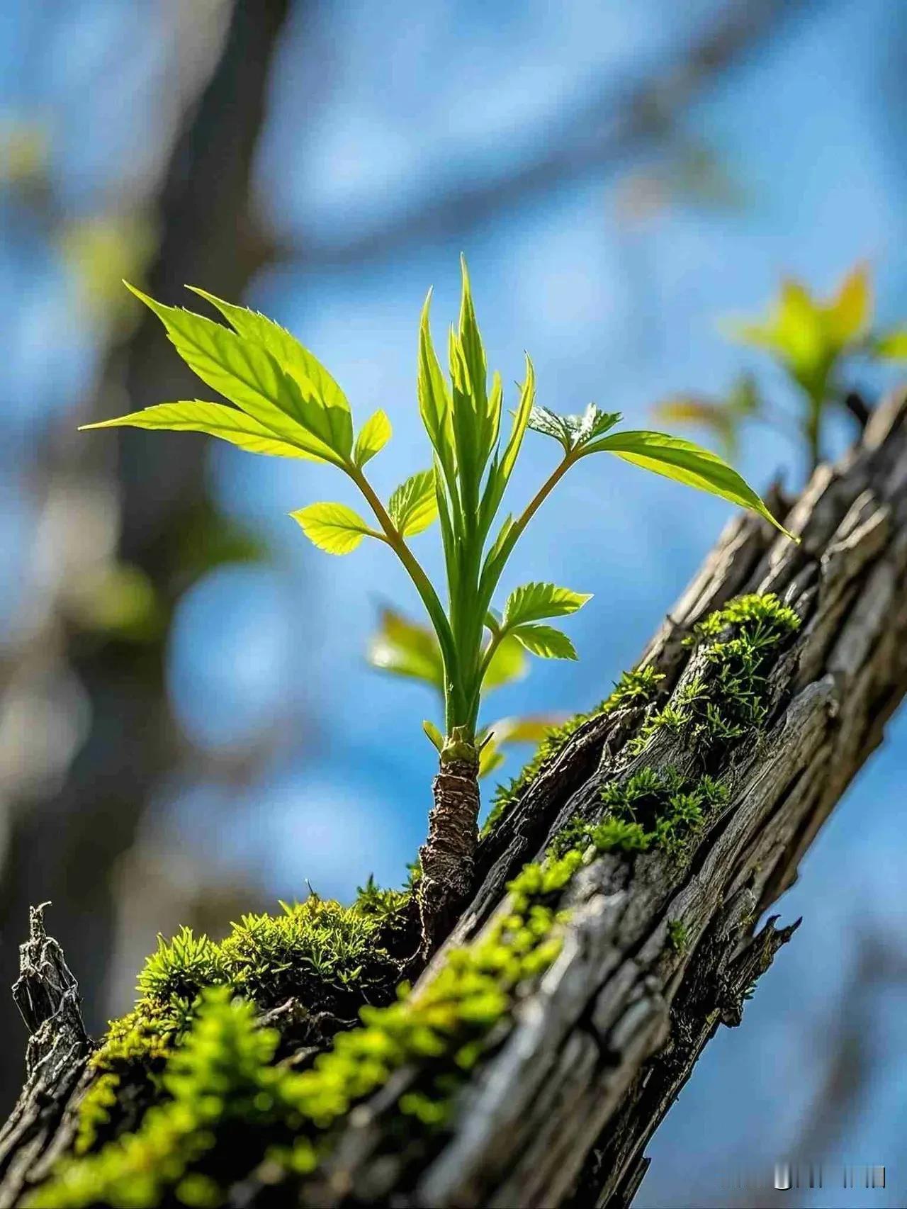 七律《释怀康乐》

心明世理自遐龄，
悟透尘烦一身轻。
世事浮沉随手放，
悲欢得