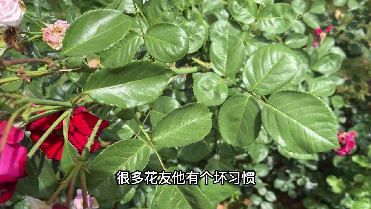 很多花友有这样一个坏习惯，只要月季叶片不好看，或者有病虫害咬了有虫洞，就喜欢把叶