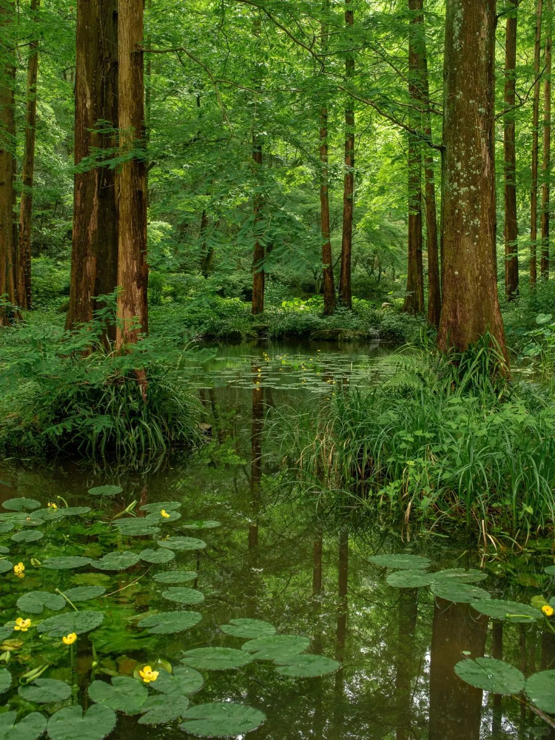 西湖边的氛围感的公园，人很少🍃