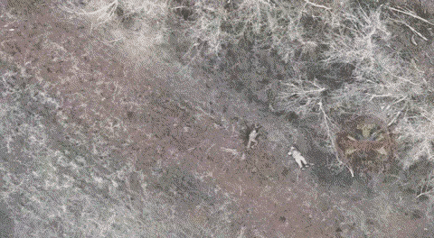 这也太准了吧！炸弹落下正中头部。俄乌战场上的无人机投弹技术，真是堪比精确制导。这