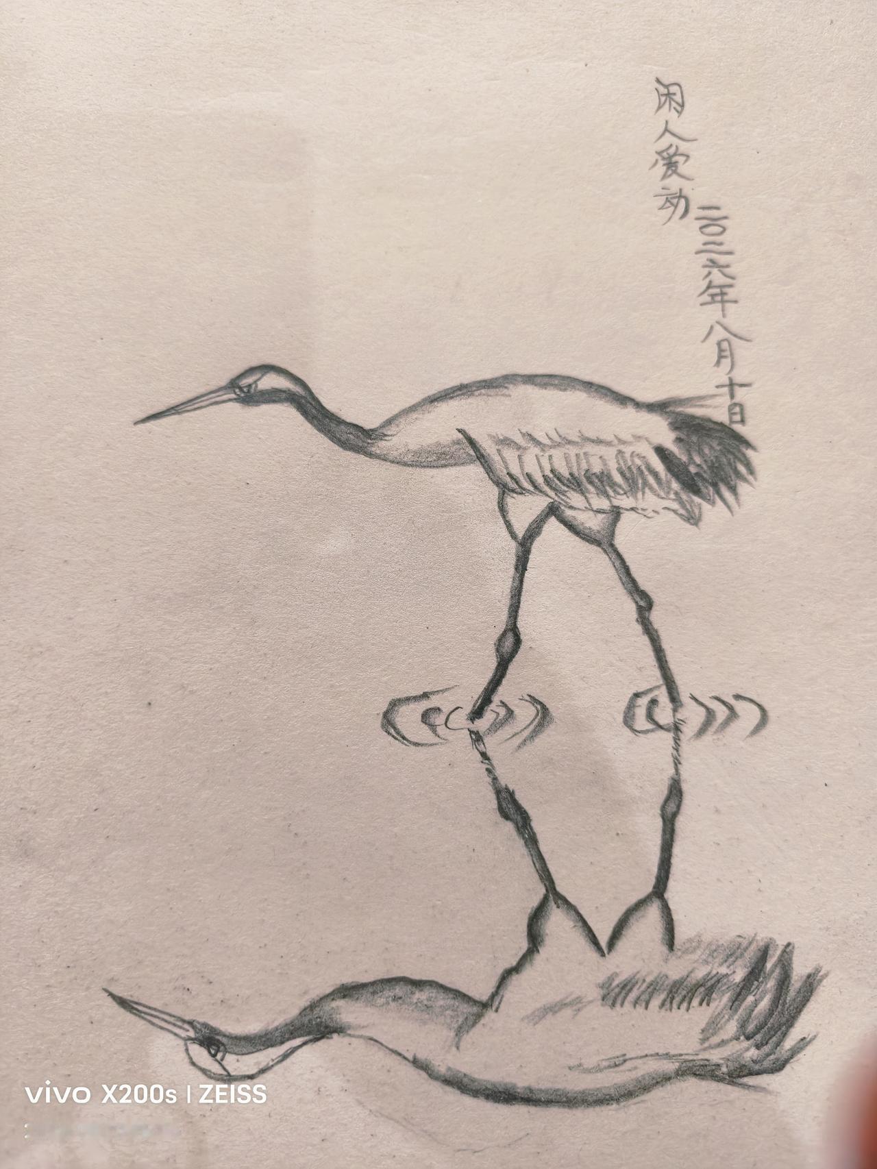 晒一晒近期的画昨天铅笔绘画仙鹤站在水面，形成清楚的倒影。