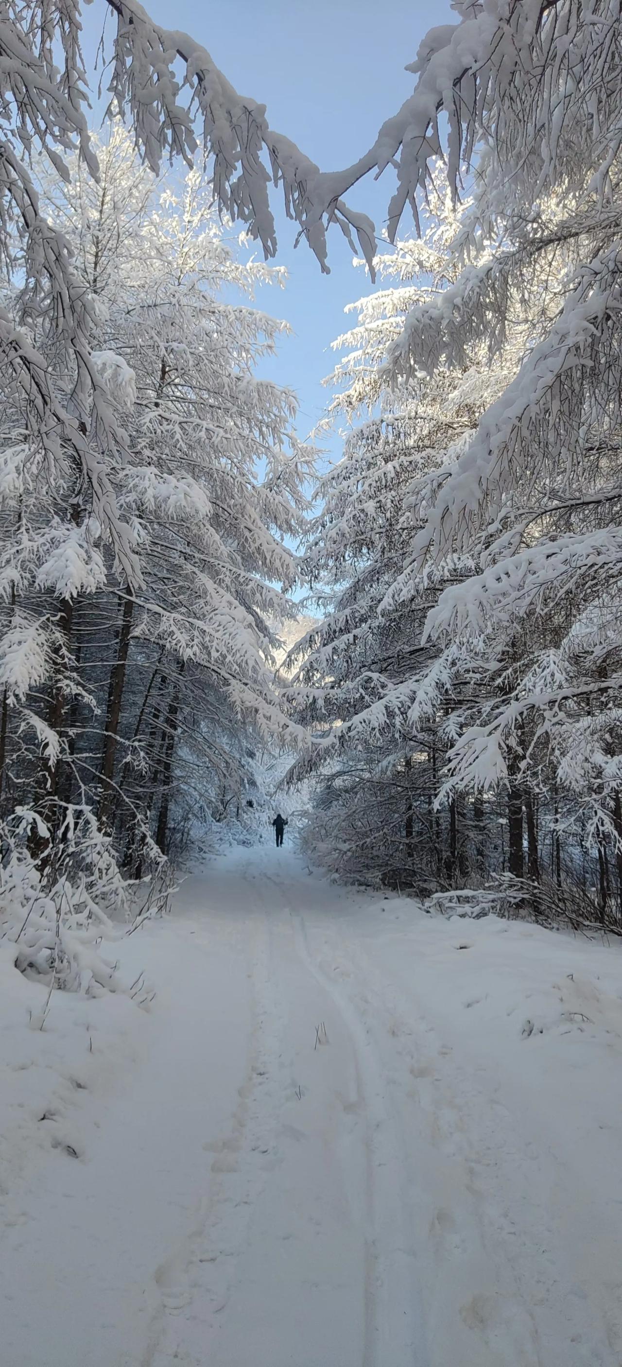 抚顺山区雪后美景！堪比吉林雾松！照片拍摄于登山途中。
摄影：伟伟