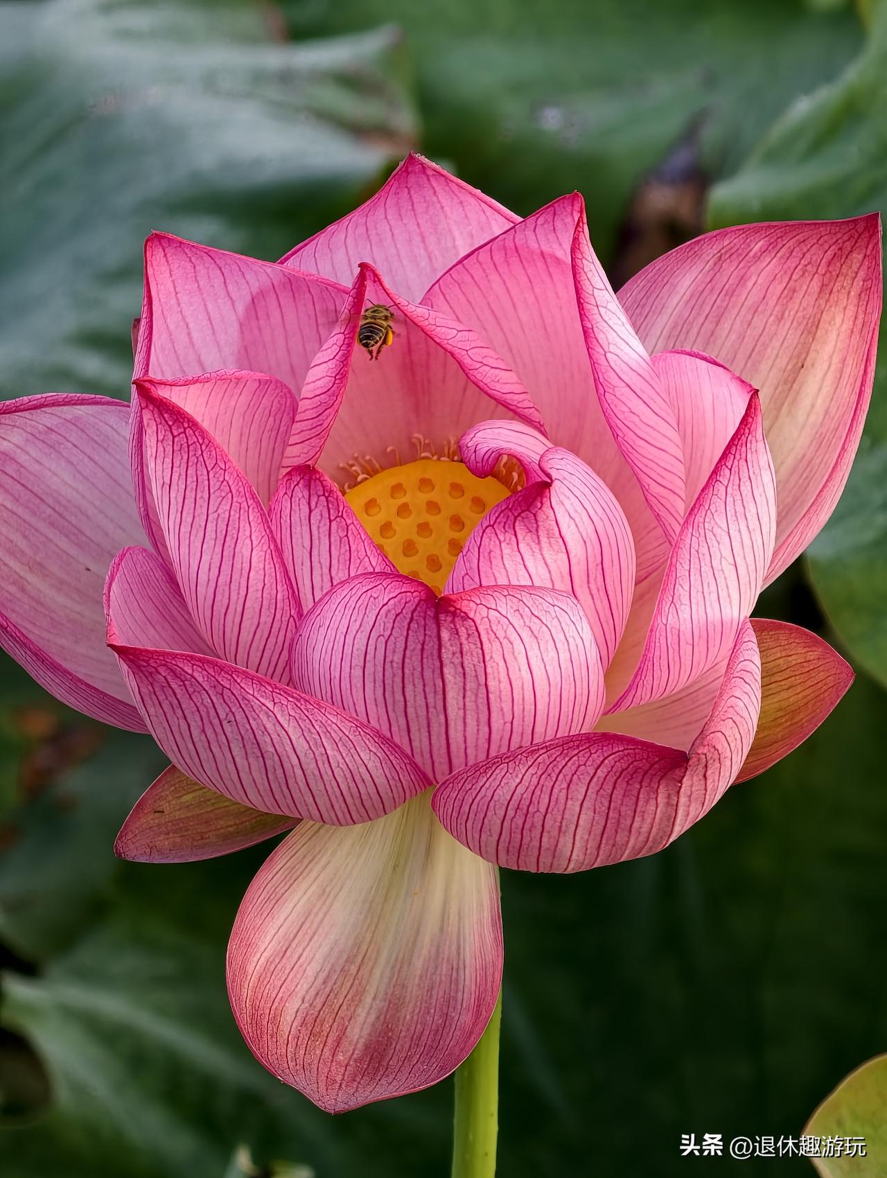 回到家乡，村前池塘荷满枝，层层粉花舒展，蜂蝶流连花间。田风缓缓吹走燥热，一池清荷