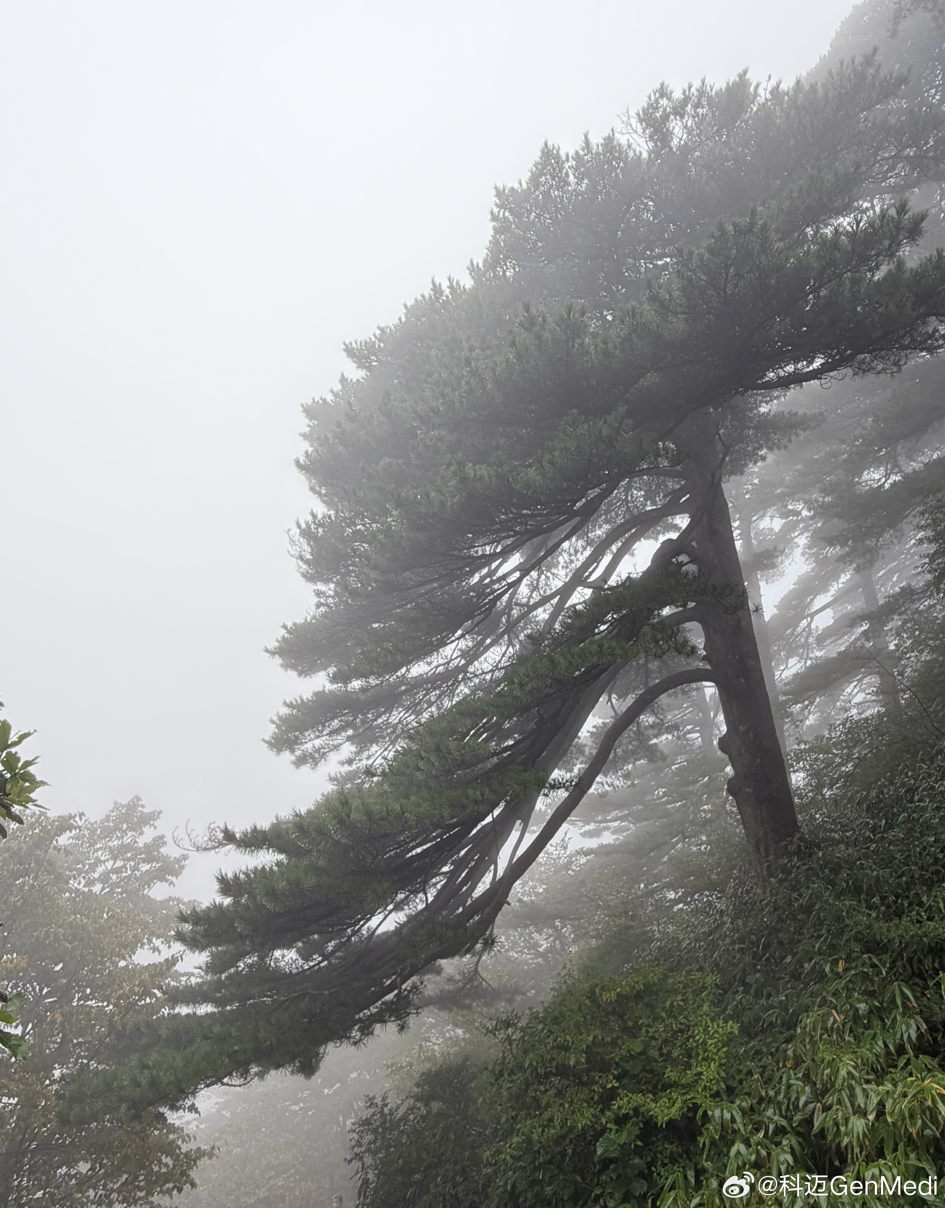 奇峰怪石、云海全都藏进云雾里，只见松，不见山。山水皆隐，算是另一种水墨黄山，留个