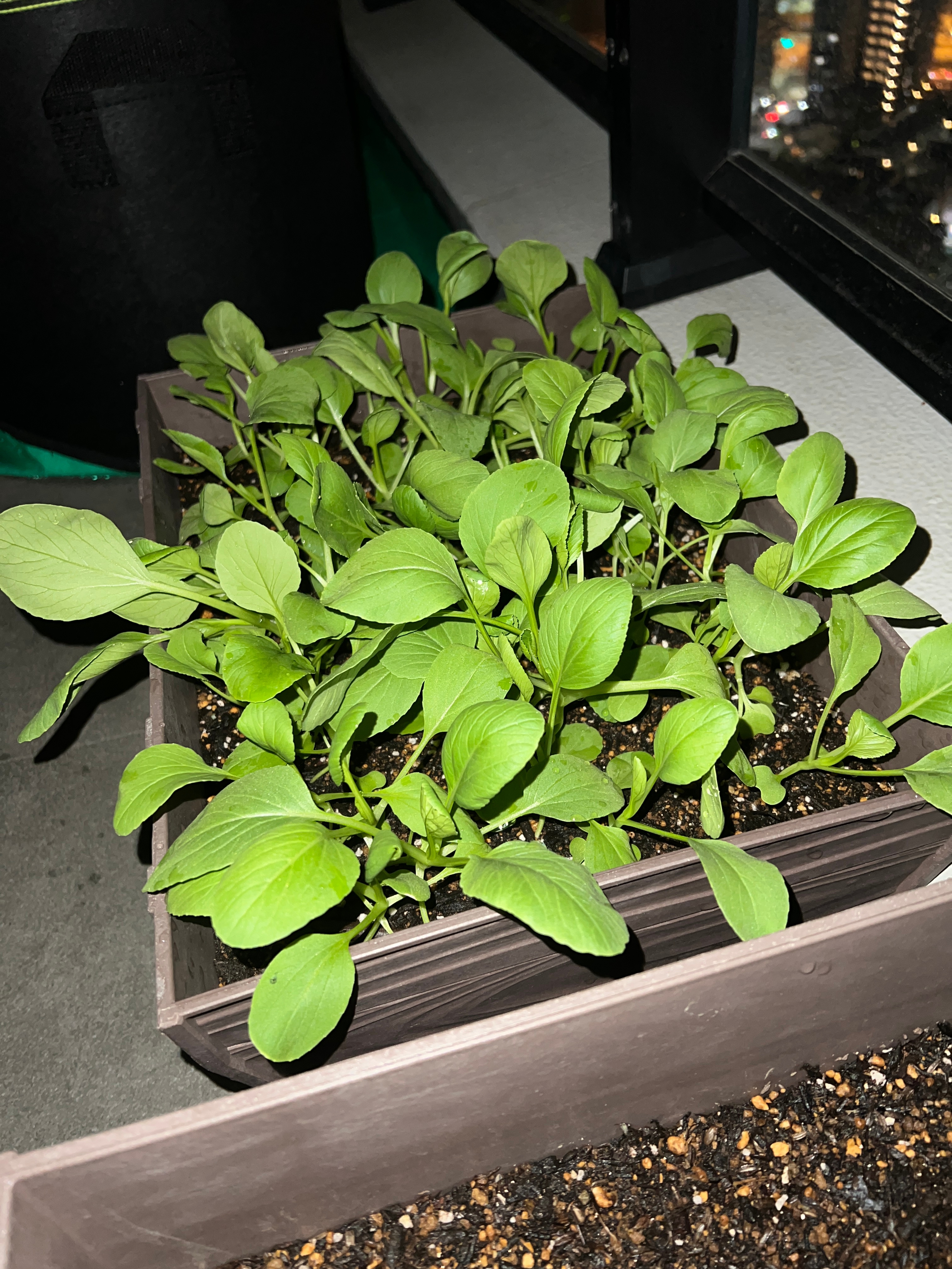 鸡毛菜长到这样 不拔掉一点 是不是谁都长不大了 