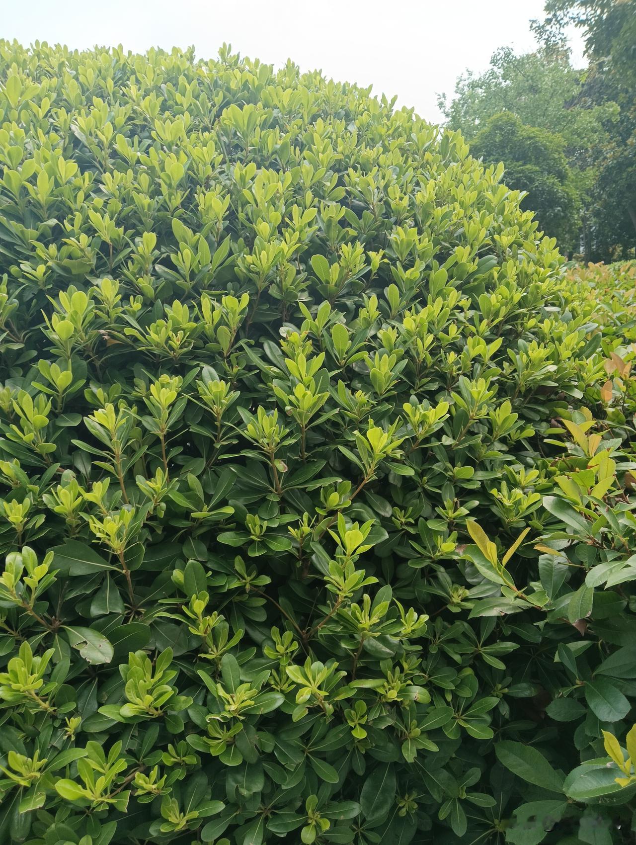 看到这茂盛的绿植，真感觉像置身小森林。想起山东有位阿姨，在阳台养一盆羽衣甘蓝9年