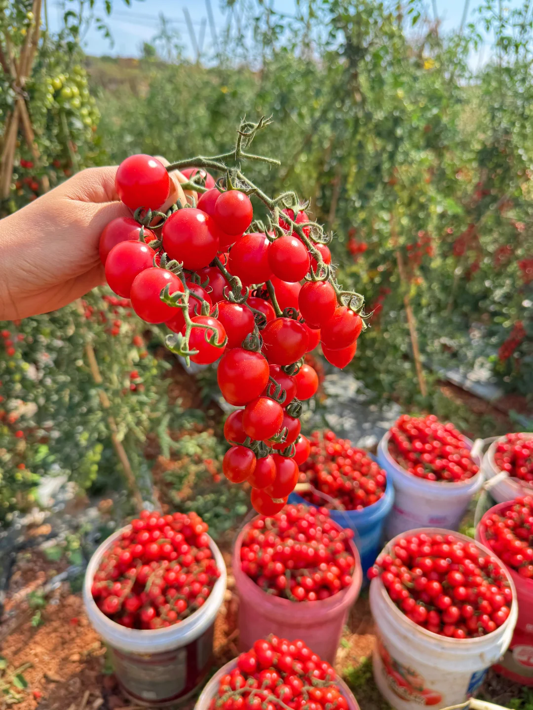 花小番茄的钱，吃到樱桃的香甜！