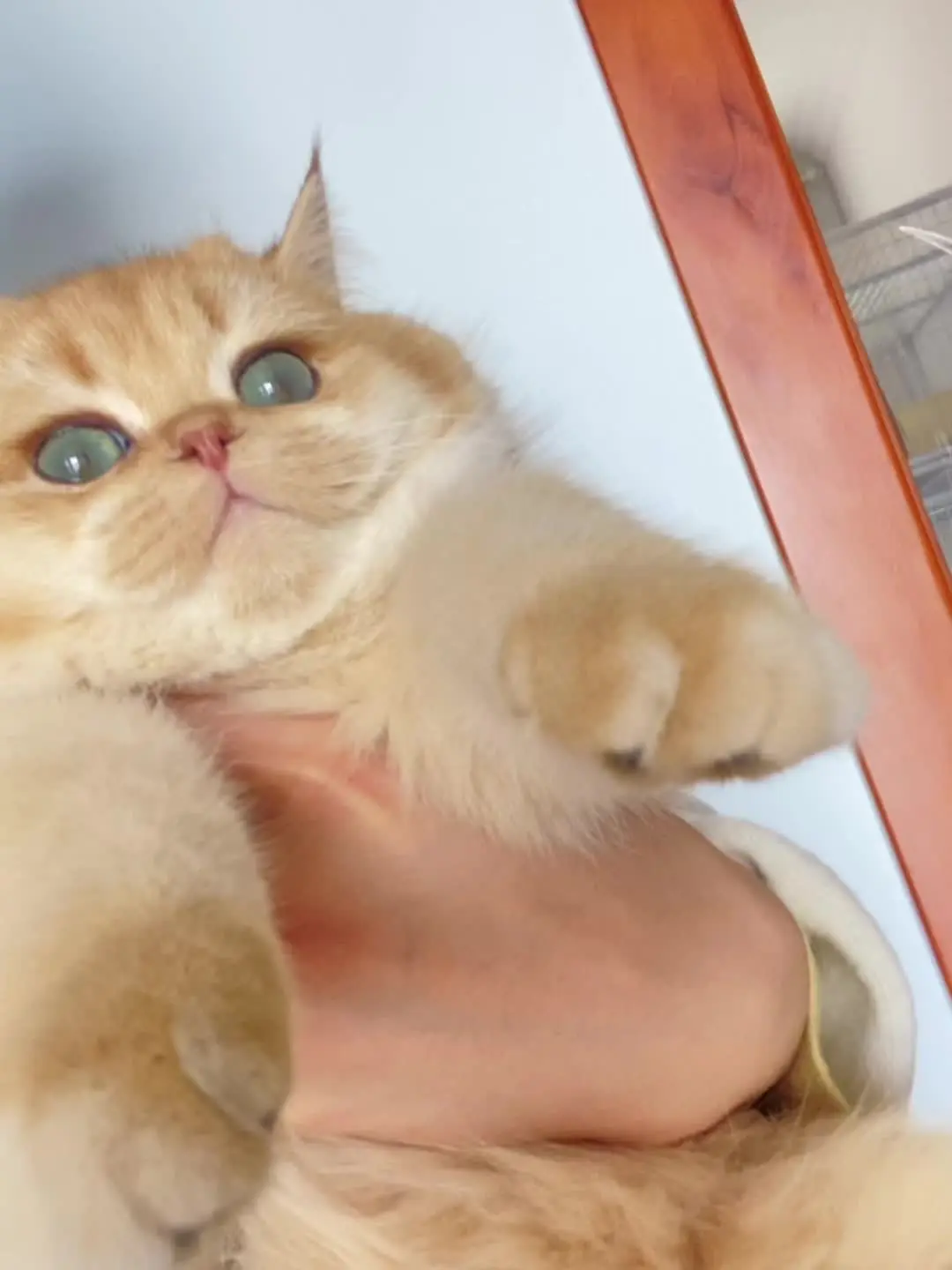 猫猫营业视频
