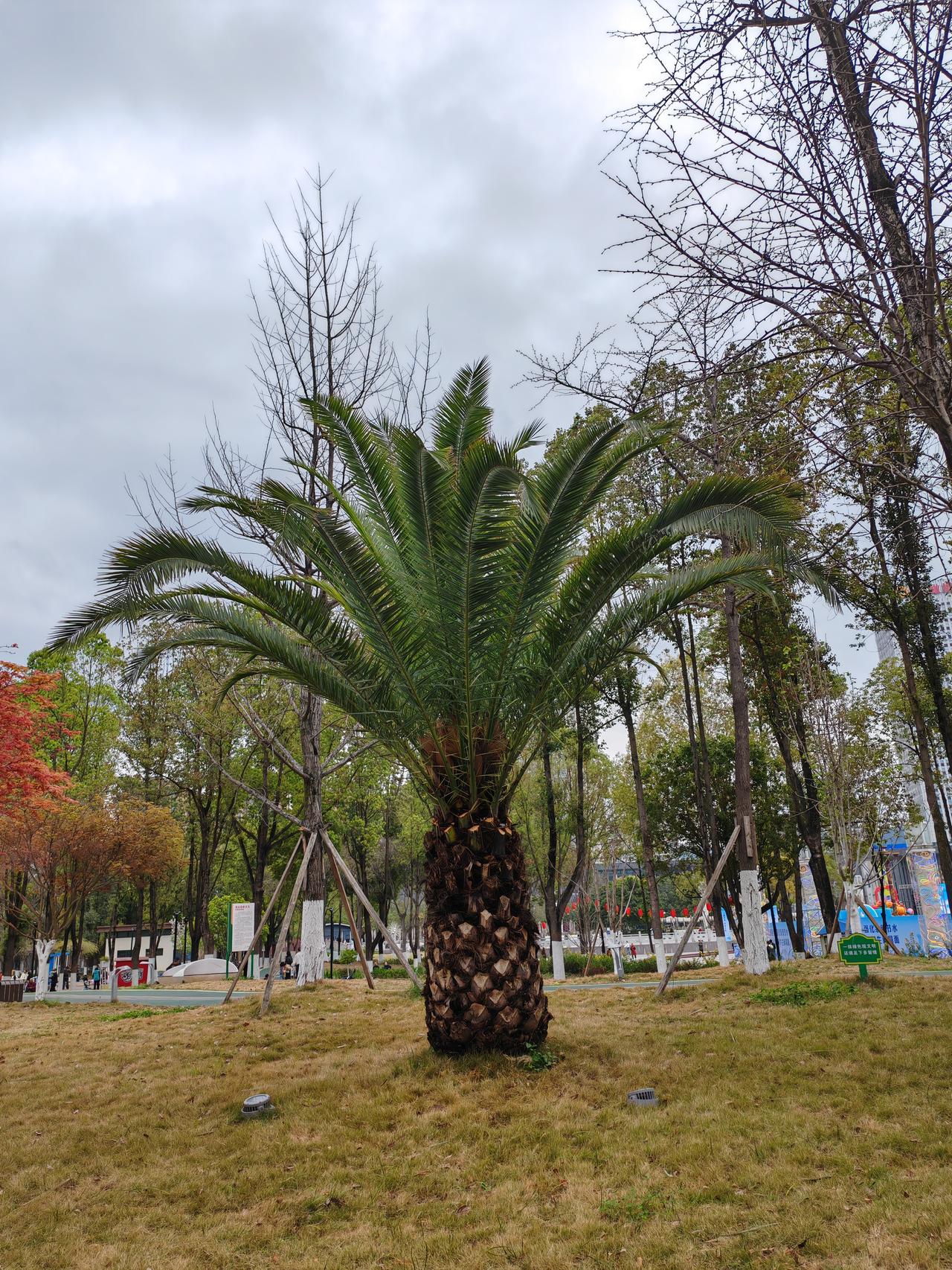 今天，还有一点点小紧张。

因为今天早上，要去做一个胃镜检查，因为原来做的都是二