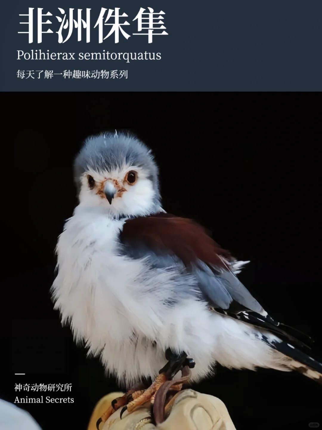 每天了解一种趣味动物👀非洲侏隼（sǔn）