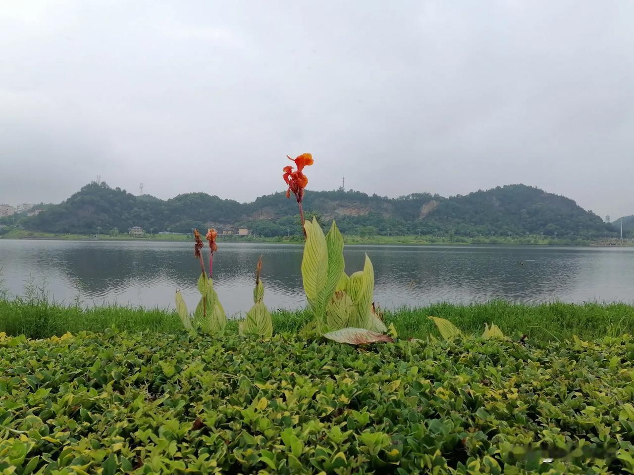 一枝独秀