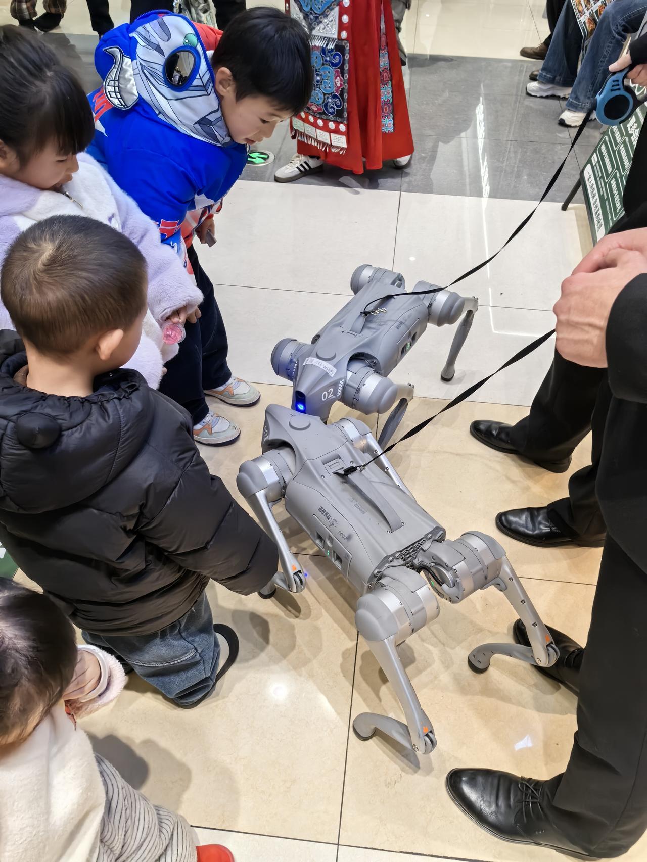 溜狗狗的多，狗狗品种挺多，金毛、柯基、边牧、哈士奇、雪拉瑞、比熊、泰迪等等……